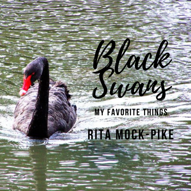 black swan swimming in open water