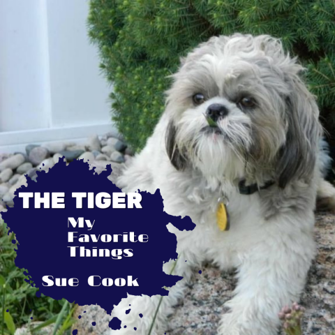 ShihTzu sitting on gravel with bushes in background - The Tiger