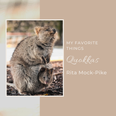 cute animals: a quokka holding a leaf in the shade of a melaleuca bush
