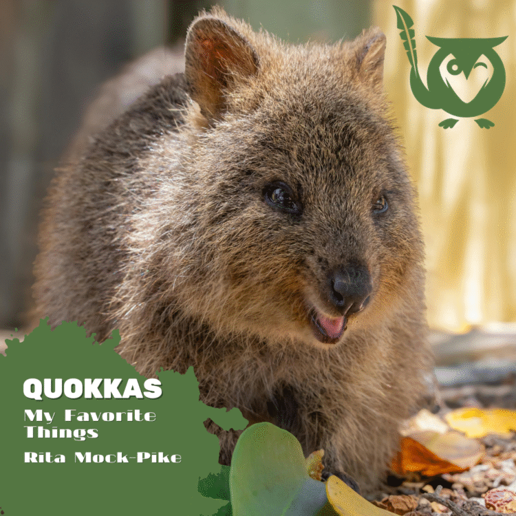 Cute animals anyone? Check out my favorite things: quokkas, some of the cutest and happiest animals on Earth! Image of cute, smiling quokka. TEXT: Quokkas, my favorite things, Rita Mock-Pike