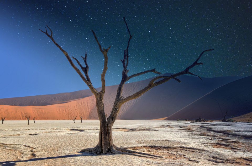 Dead tree in middle of desert, sky transitioning from day to night