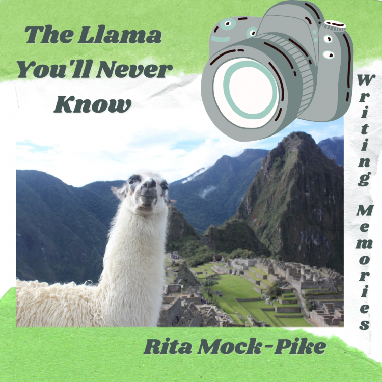 Lllama making an awkward face at the camera in front of Machu Picchu