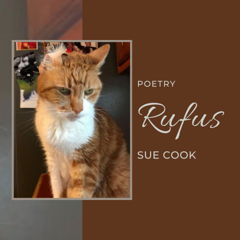 Poetry - Annie Haslam's former beloved cat