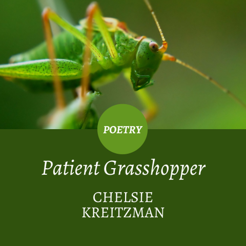 Patient grasshopper poetry