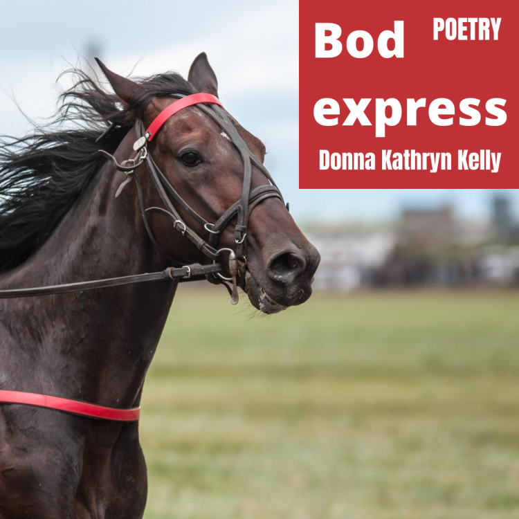 Racehorse - Bodexpress