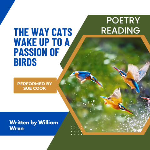 We Remember: The Way Cats Wake to a Passion of Birds