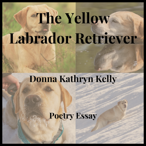 various yellow Labrador dogs