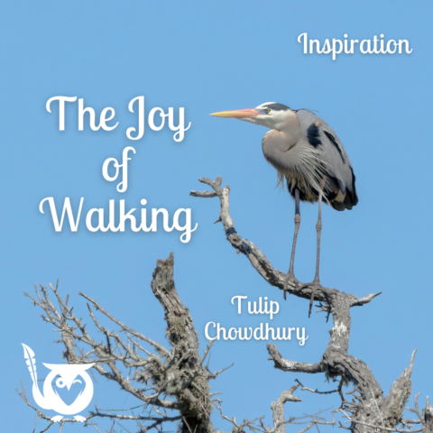 A blue heron resting atop a dead tree, head somewhat tucked into its body. Clear blue sky behind the bird and tree. TEXT: Inspiration - The Joy of Walking - Tulip Chowdhury