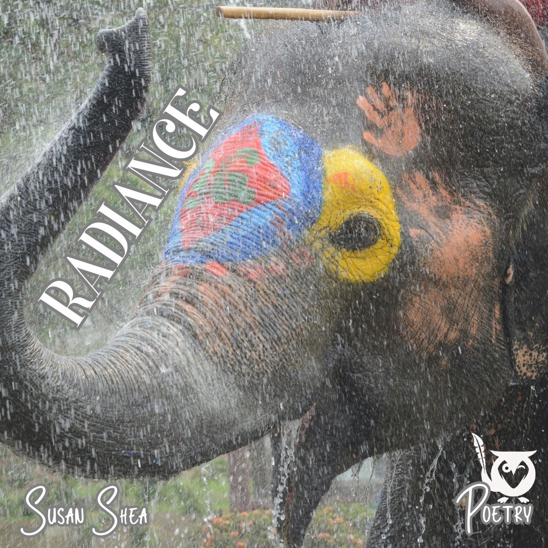 An old painting of a close up of an elephants face and trunk painted with decorations and hand prints. Holi festival Text: Radiance, Susan Shea, Poetry