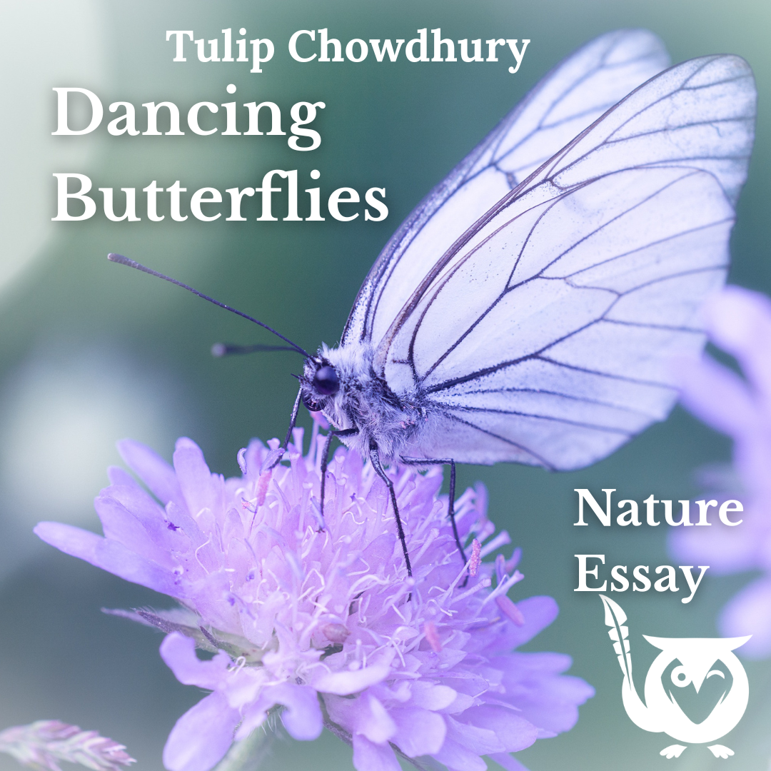 A pale purple butterfly sipping nectar from a purple flower. TEXT: Dancing Butterflies, Tulip Chowdhury, Nature Essay