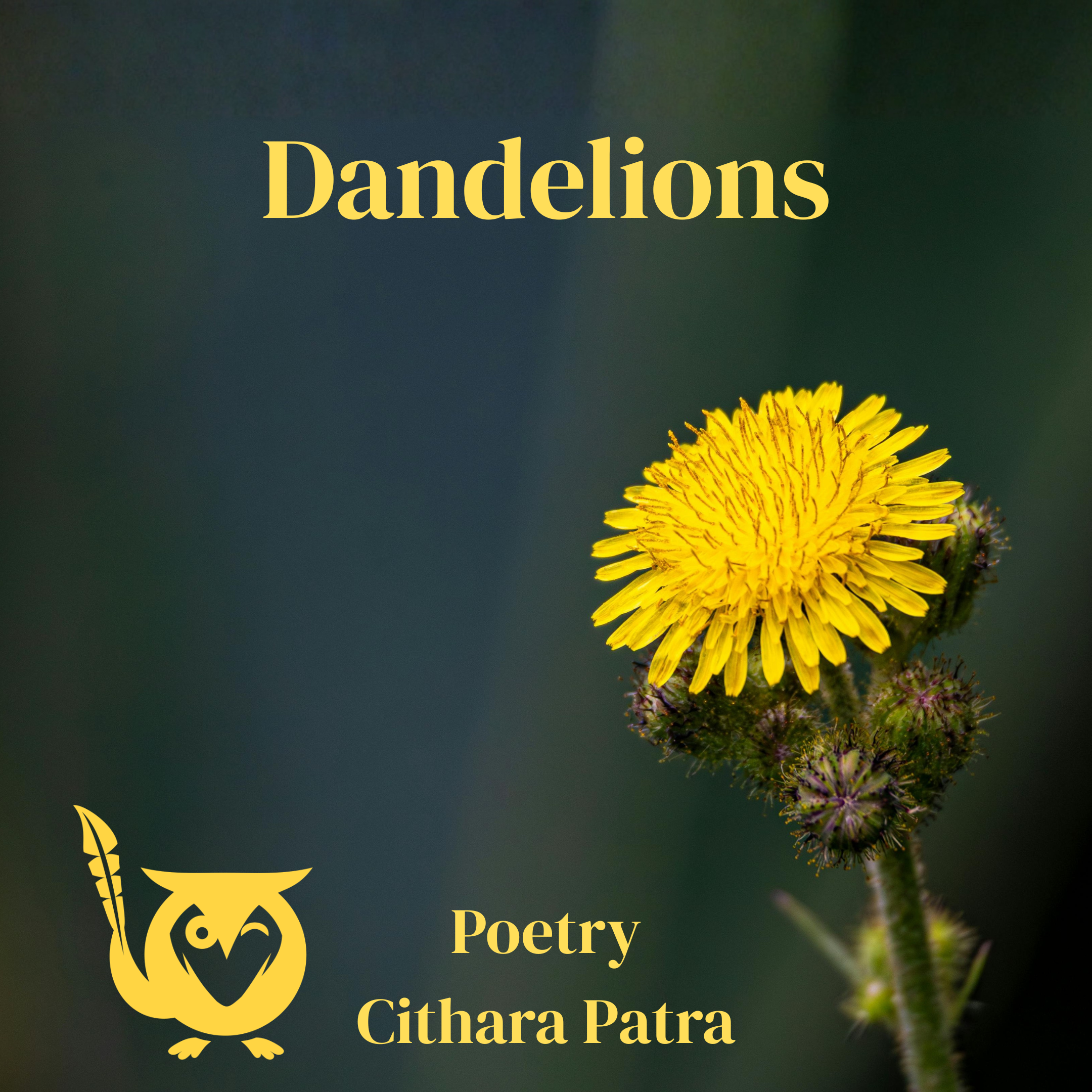 Dandelions A close up of a bright yellow dandelion in nature. Empty gray sky Text: Dandelions, Cithara Patra, Poetry
